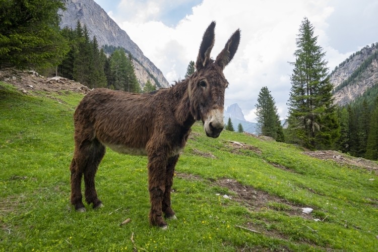 Adopt a donkey
