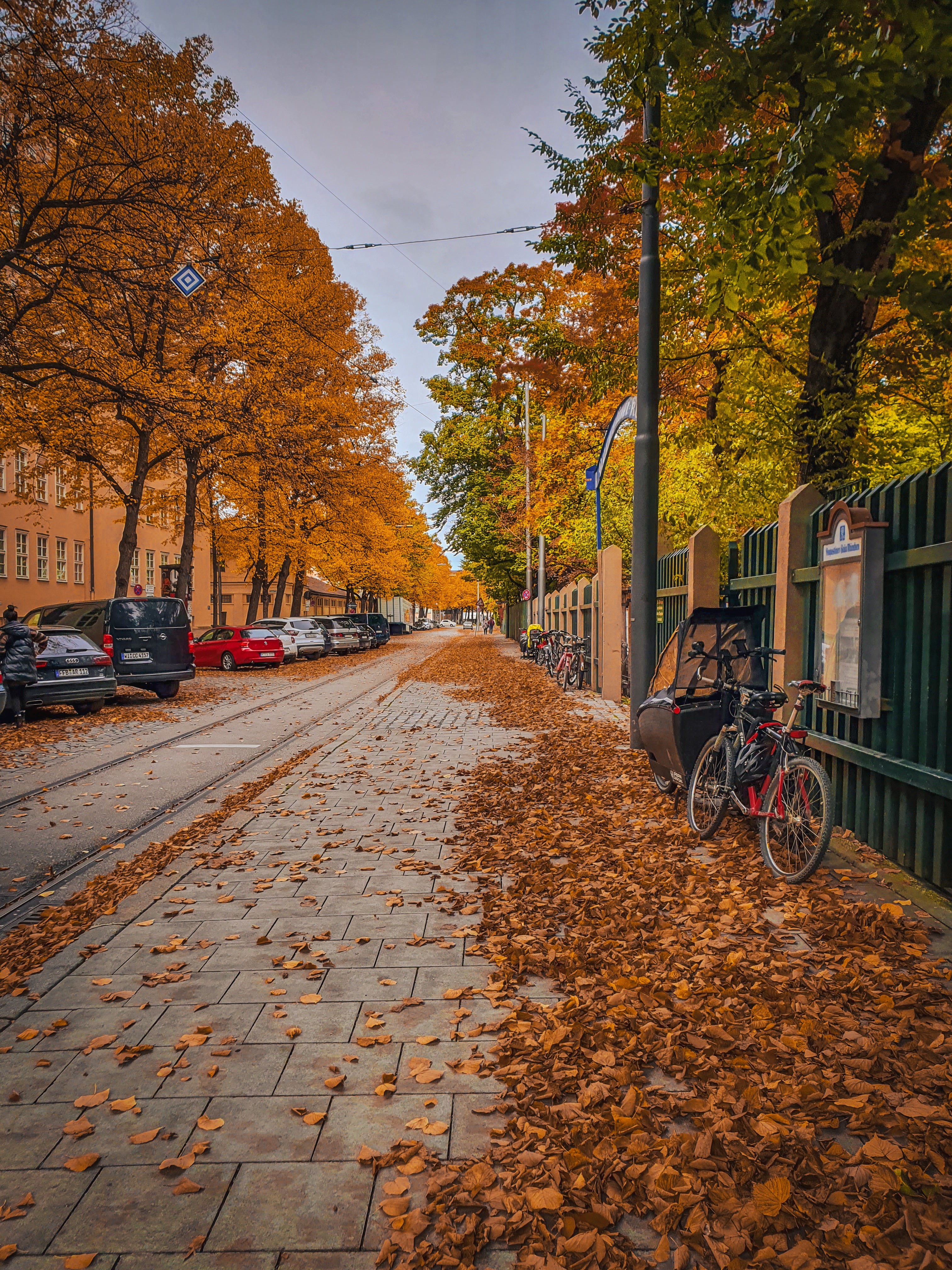 Street Trees