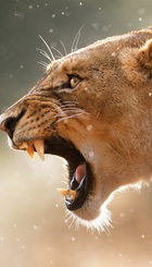 shutterstock_lion roar_resize.jpg