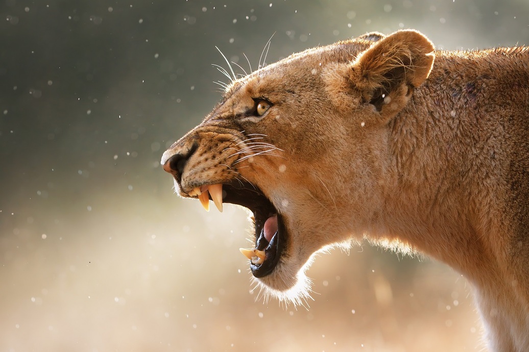 shutterstock_lion roar_resize.jpg