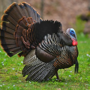 big turkey